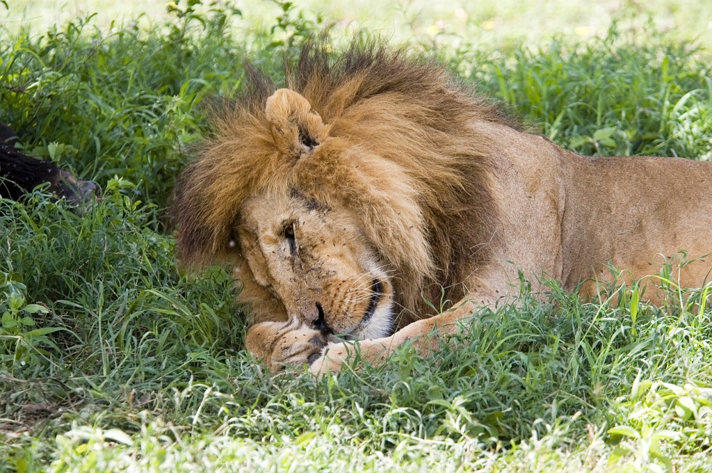 Ndutu Love han04.jpg - Lion (Panthera leo), Tanzania March 2006